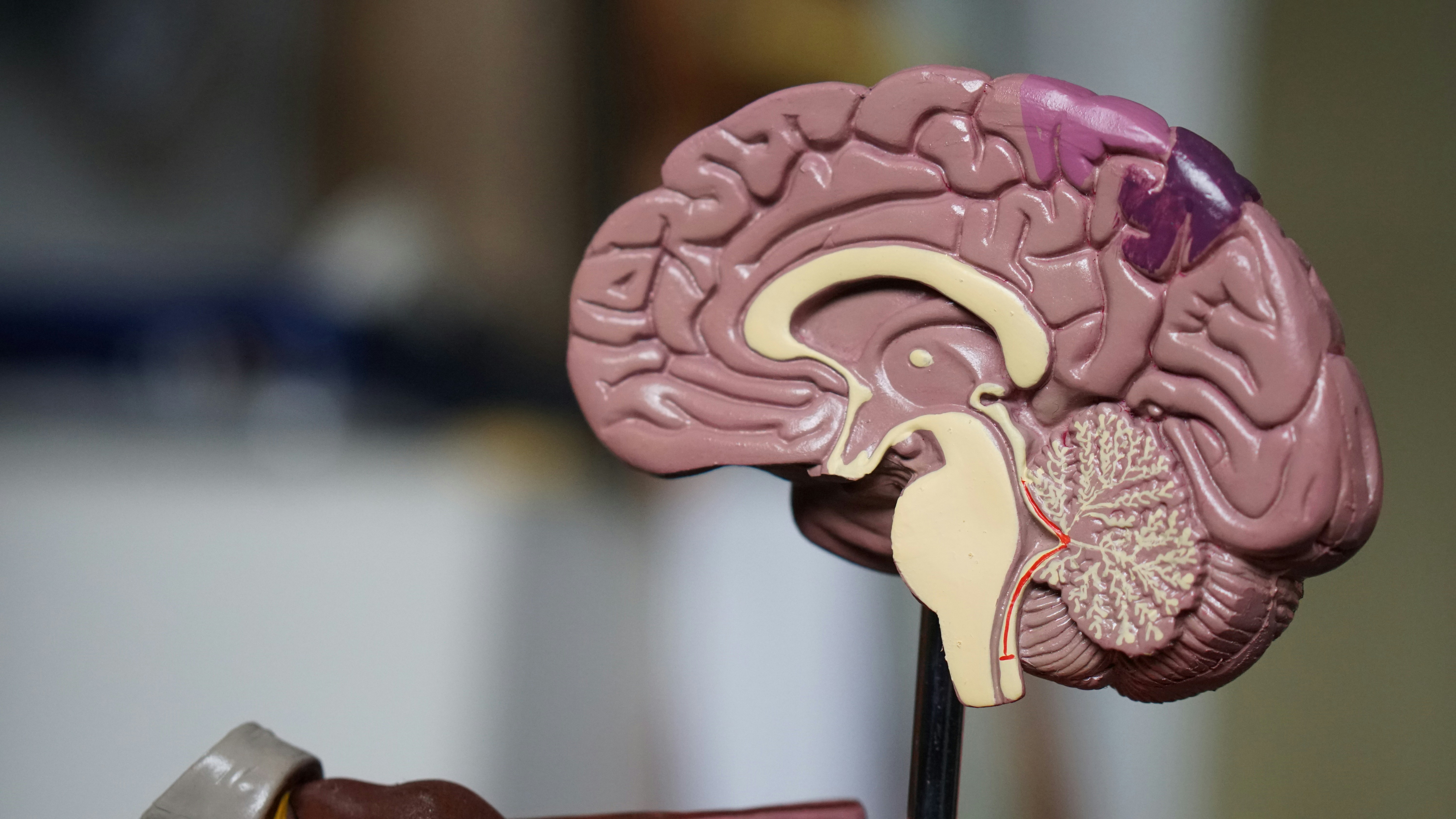 Brain science and GLP-1 research